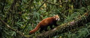 Red panda in a tree