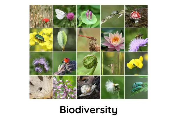 Biodiversity 1