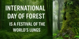 International Day of Forest : is a festival of the world’s lungs.