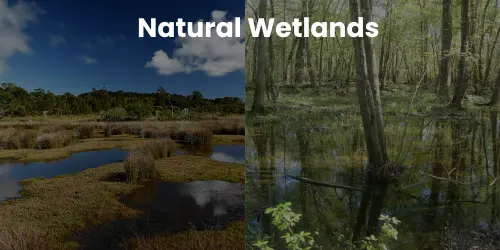 Natural Wetlands