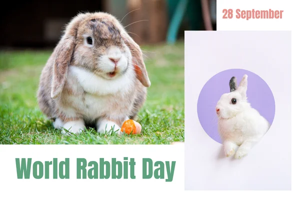 World Rabbit day 1