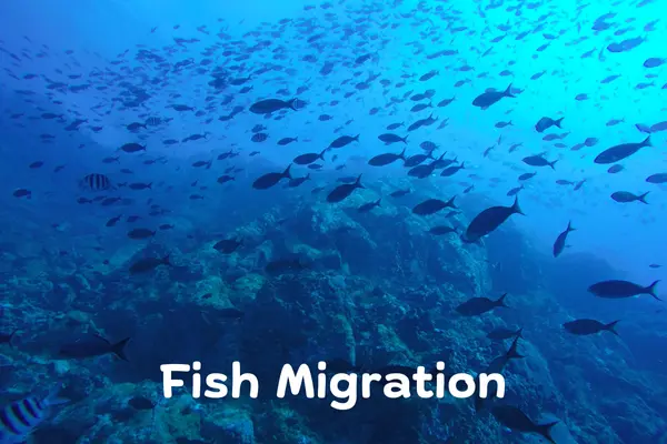 fish migration