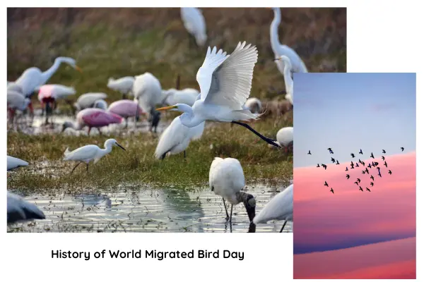 history of world migrated bird day