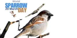 World Sparrow Day: Call to Safeguard Our Padded Companions