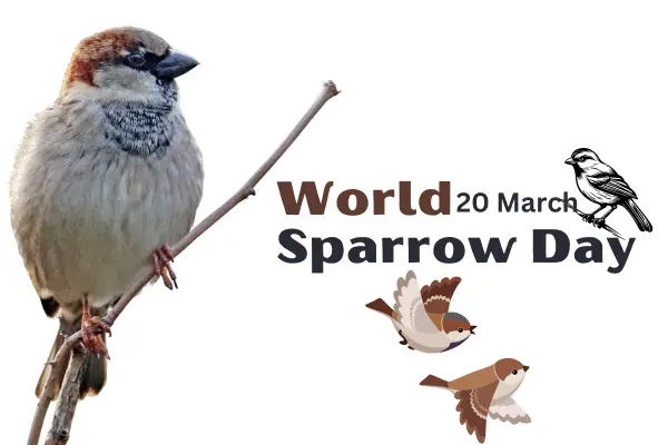 world sparrow day 20 march